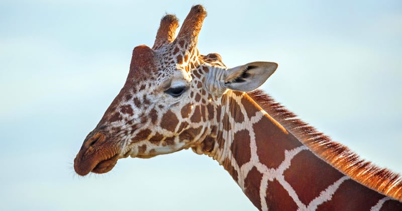 L’équipement photographique essentiel pour un safari photo en Afrique